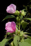 Rosemallow